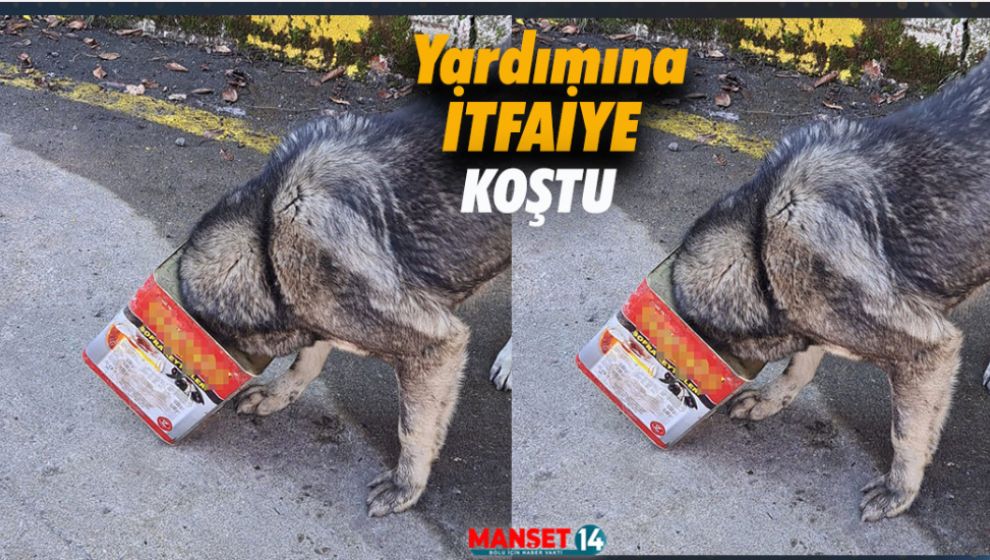 YİYECEK ARARKEN BAŞINA GELENLER...