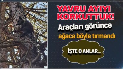 BOLU'DA İNSANLARDAN KORKAN YAVRU AYI AĞACA BÖYLE TIRMANDI