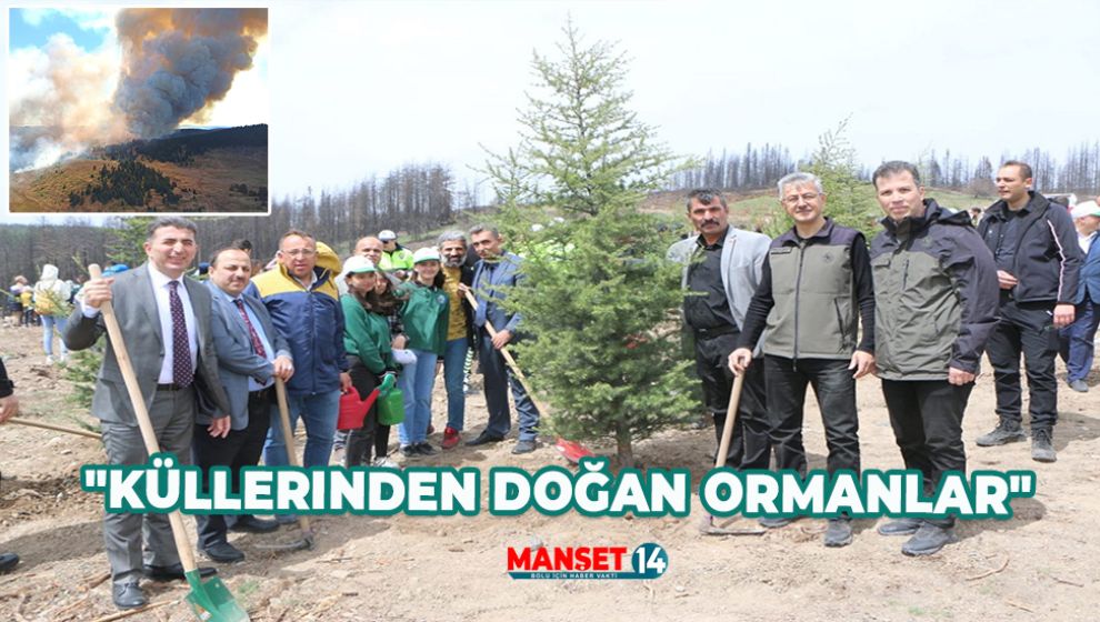 GEREDE'DE YANAN ORMANLIK ALAN KÜLLERİNDEN YENİDEN DOĞUYOR