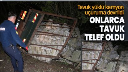 TAVUK KAMYONU UÇURUMA DEVRİLDİ, TAVUKLAR TELEF OLDU