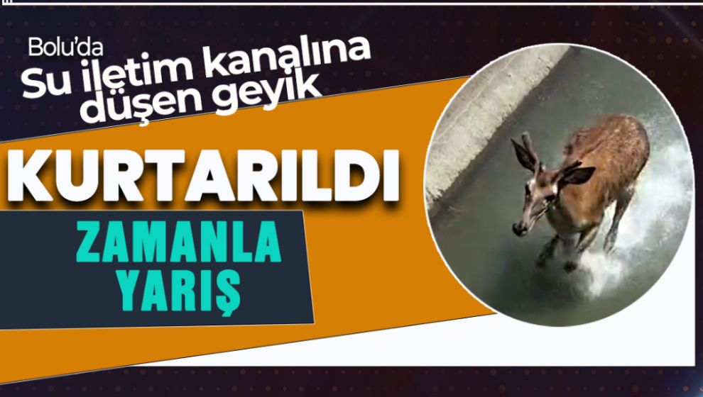 BOLU'DA HES KANALINA DÜŞEN GEYİK KURTARILDI