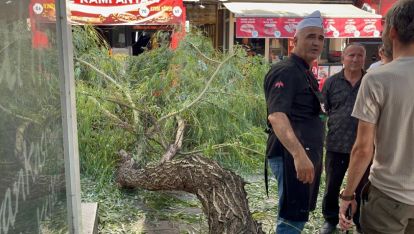 BOLU'DA YAYA YOLUNA AĞAÇ DÜŞTÜ: 1 YARALI