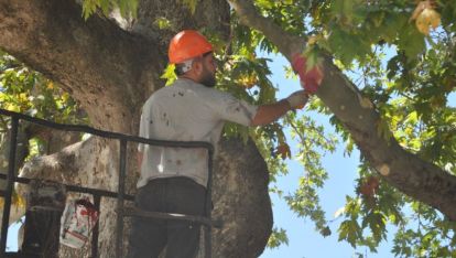 BOLU'DA 350 YILLIK ÇINAR AĞACI BAKIMA ALINDI
