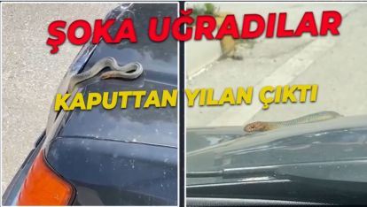 SEYİR HALİNDEKİ OTOMOBİLİN KAPUTUNDAN YILAN ÇIKTI