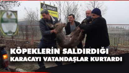 KÖPEKLERİN SALDIRDIĞI KARACAYI VATANDAŞLAR KURTARDI