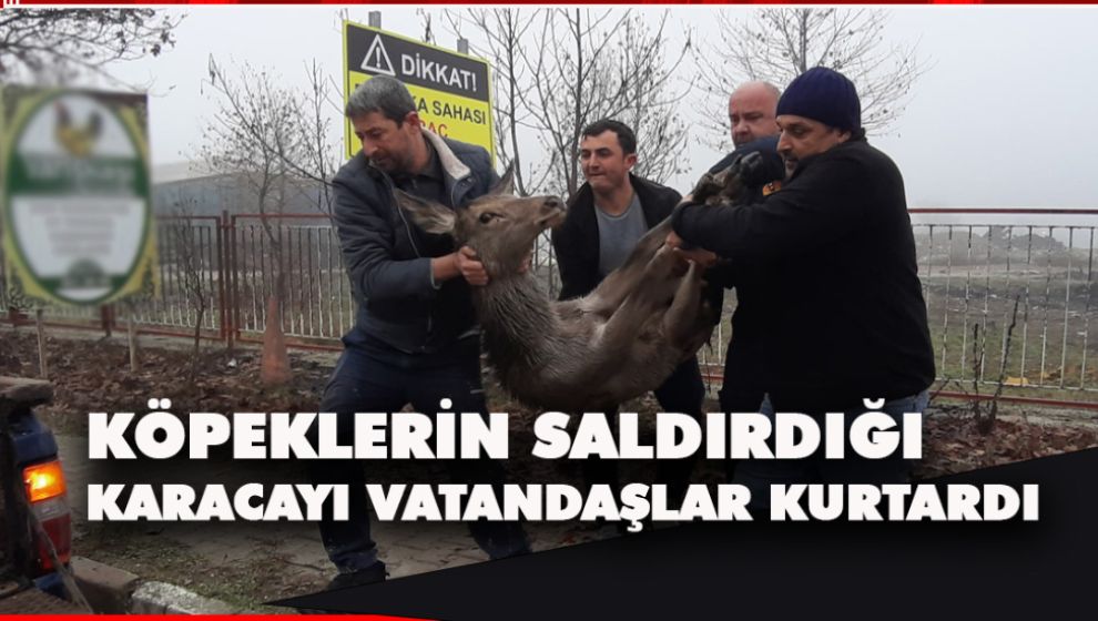 KÖPEKLERİN SALDIRDIĞI KARACAYI VATANDAŞLAR KURTARDI
