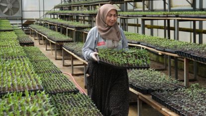 BOLUDA YERLİ TARIMA DESTEK: 200 BİN ATA TOHUMU FİDE ÜRETİCİYLE BULUŞUYOR