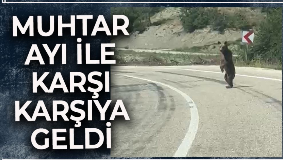 BOLU'DA MUHTAR YOLDA AYI İLE KARŞI KARŞIYA GELDİ. İŞTE O ANLAR