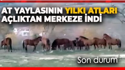 AT YAYLASININ YILKI ATLARI AÇLIKTAN MERKEZE İNDİ