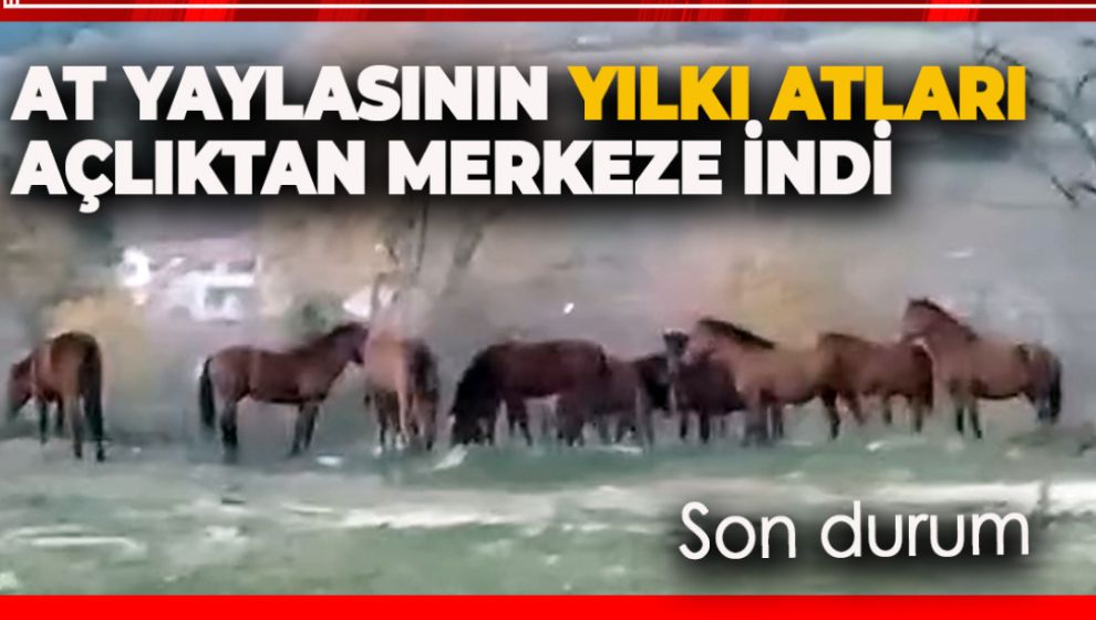 AT YAYLASININ YILKI ATLARI AÇLIKTAN MERKEZE İNDİ