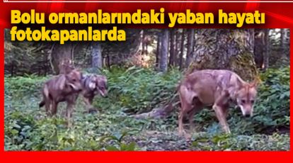 BOLU ORMANLARINDAKİ YABAN HAYATI FOTOKAPANLARDA