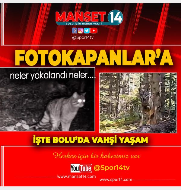BOLU'DA YABAN HAYVANLARI FOTOKAPANLA GÖRÜNTÜLENDİ