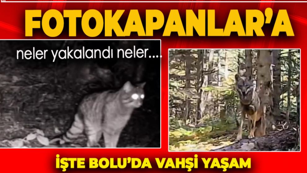 BOLU’DA YABAN HAYVANLARI FOTOKAPANLA GÖRÜNTÜLENDİ
