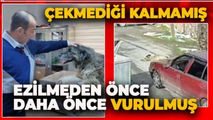 O KÖPEK SADECE EZİLMEMİŞ, KISACASI ÇEKMEDİĞİ KALMAMIŞ