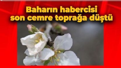 BAHARIN HABERCİSİ SON CEMRE TOPRAĞA DÜŞTÜ