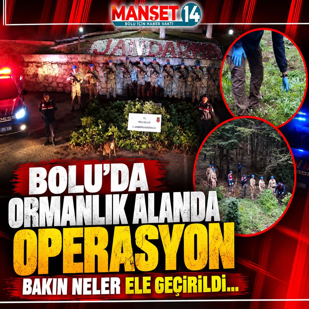 BOLU'DA ORMANLIK ALANDA UYUŞTURUCU OPERASYONU! 288 KÖK KENEVİR ELE GEÇİRİLDİ